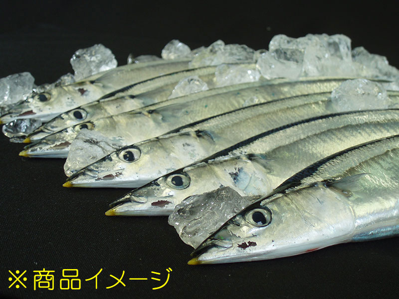 鮮さんま（お刺身用）