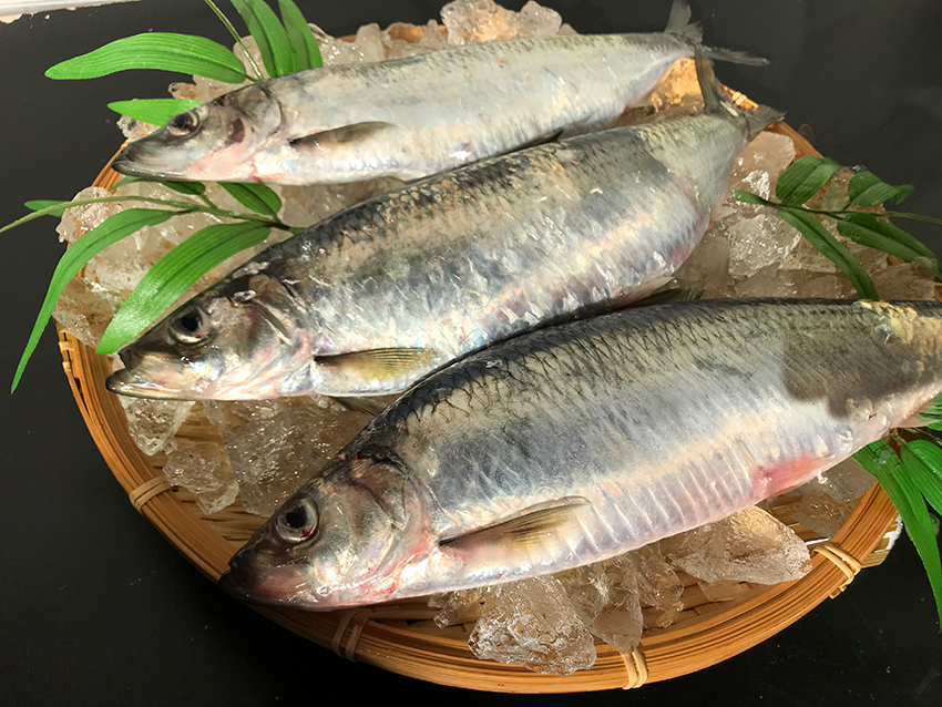 【送料込み】朝獲れ新鮮生にしん