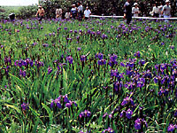 原生花園 あやめヶ原