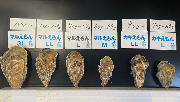 カキえもん・マルえもんサイズ比較